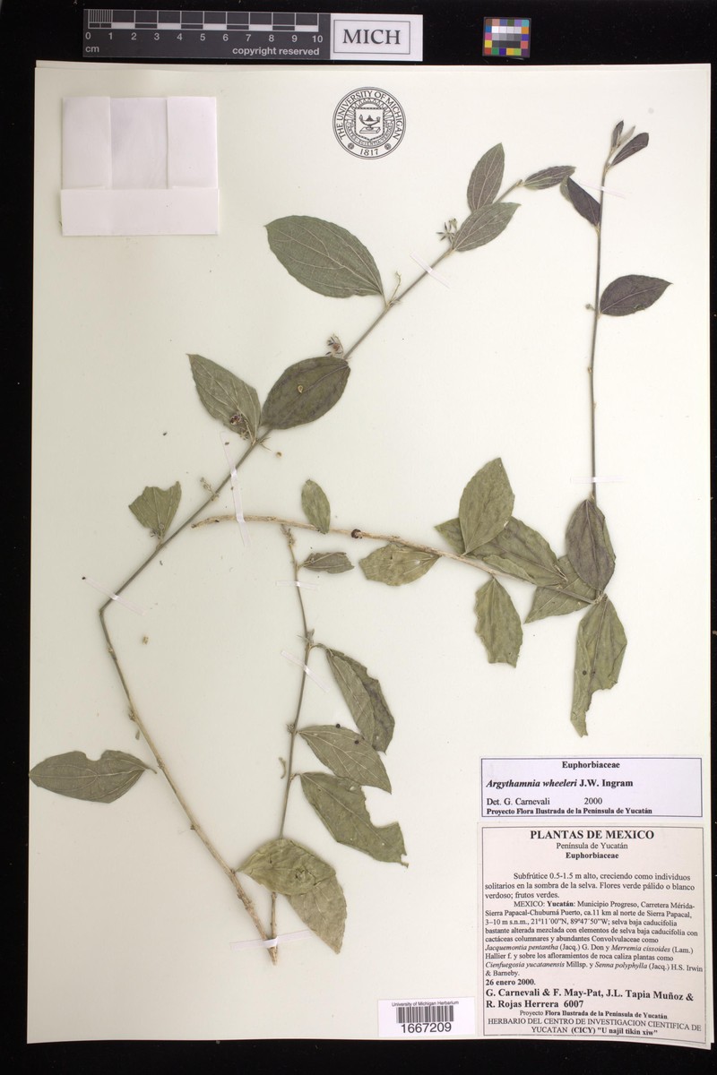 Argythamnia wheeleri photo 2