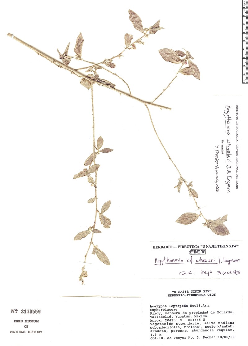 Argythamnia wheeleri photo 3