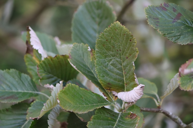 Aria arvonicola