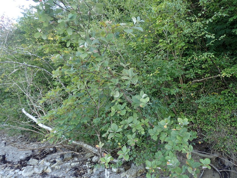 Aria arvonicola photo 2