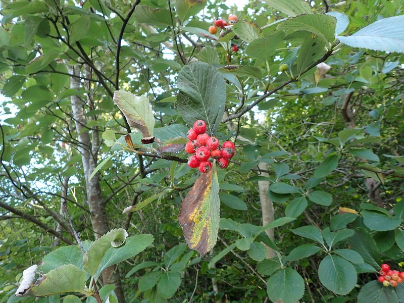 Aria arvonicola photo 4