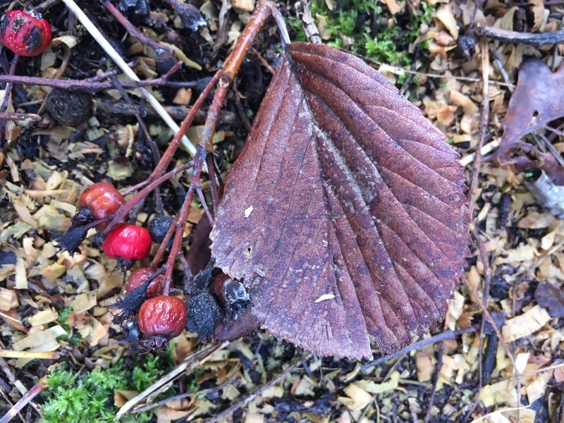Aria arvonicola photo 5