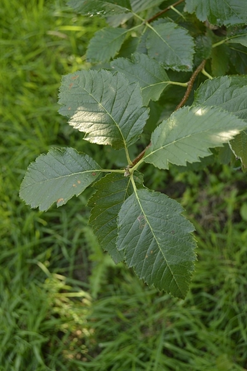 Aria baldaccii