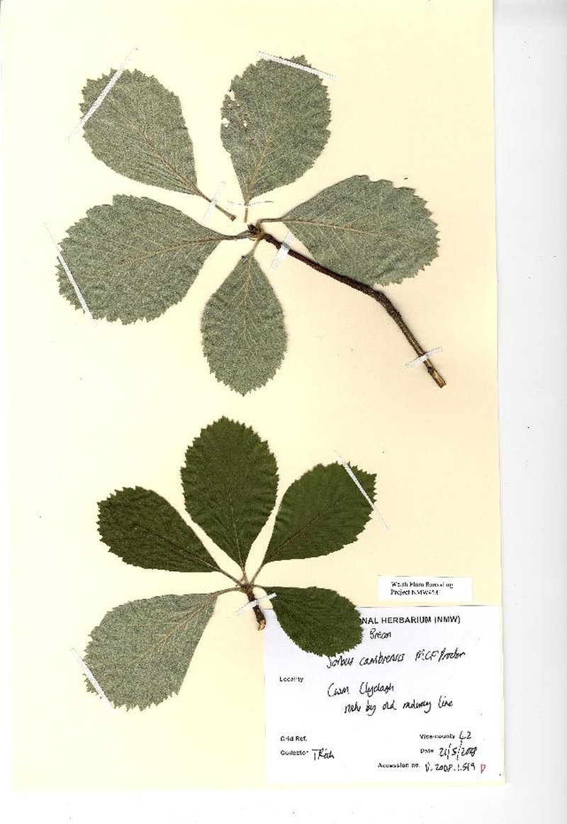 Aria cambrensis