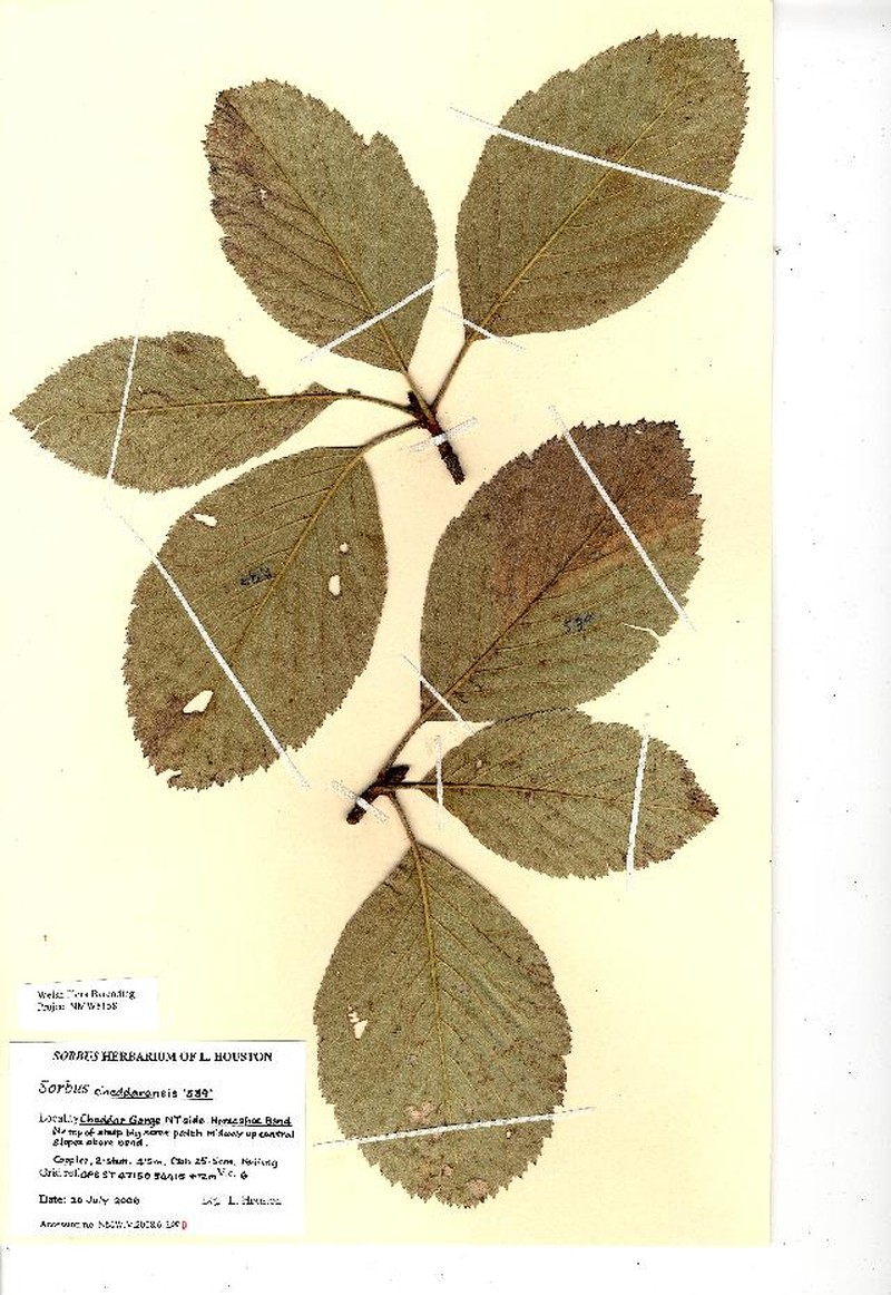 Aria cheddarensis