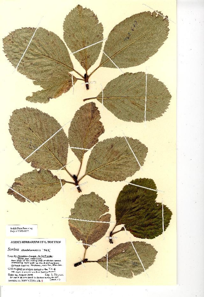 Aria cheddarensis photo 2
