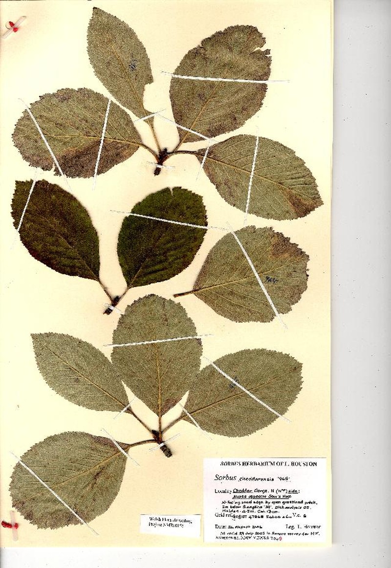 Aria cheddarensis photo 3