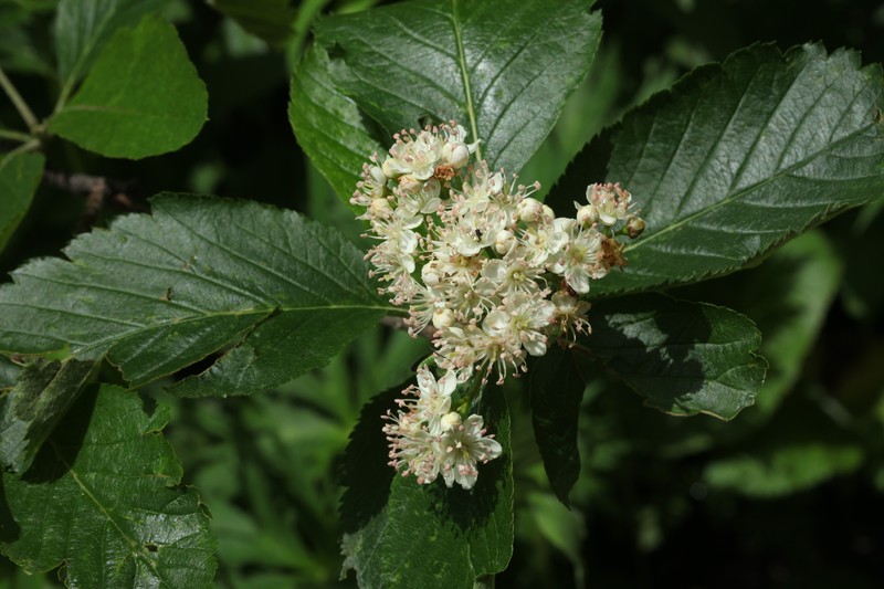 Aria colchica photo 3