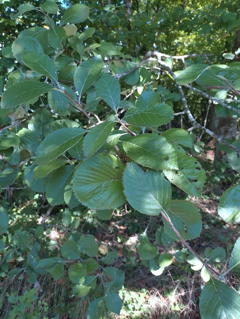 Aria collina photo 2
