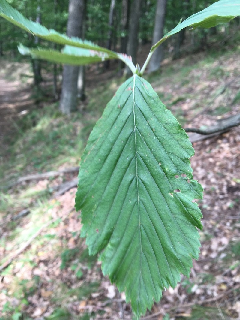 Aria cucullifera