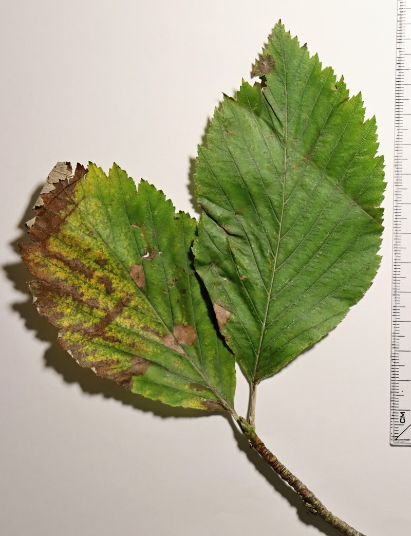 Aria cucullifera photo 5