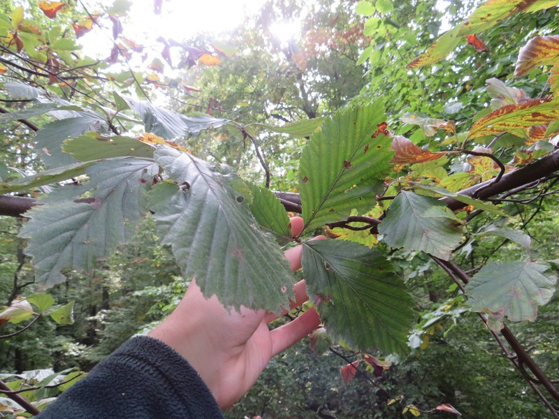 Aria cucullifera photo 6