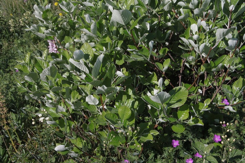 Aria danubialis