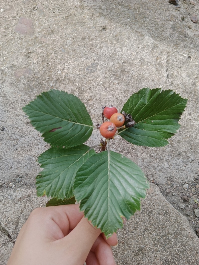 Aria danubialis photo 2
