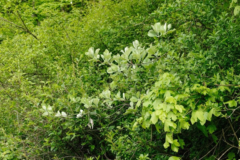 Aria danubialis photo 3
