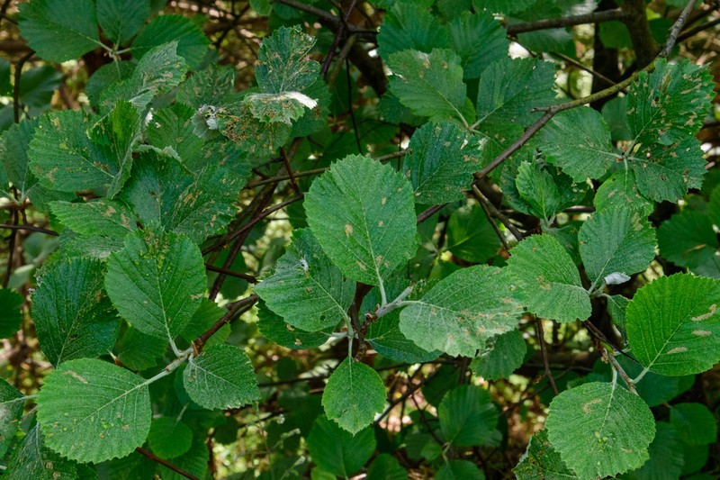 Aria danubialis photo 4