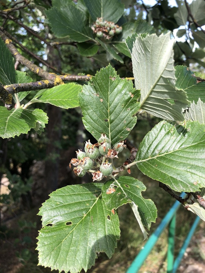 Aria danubialis photo 5