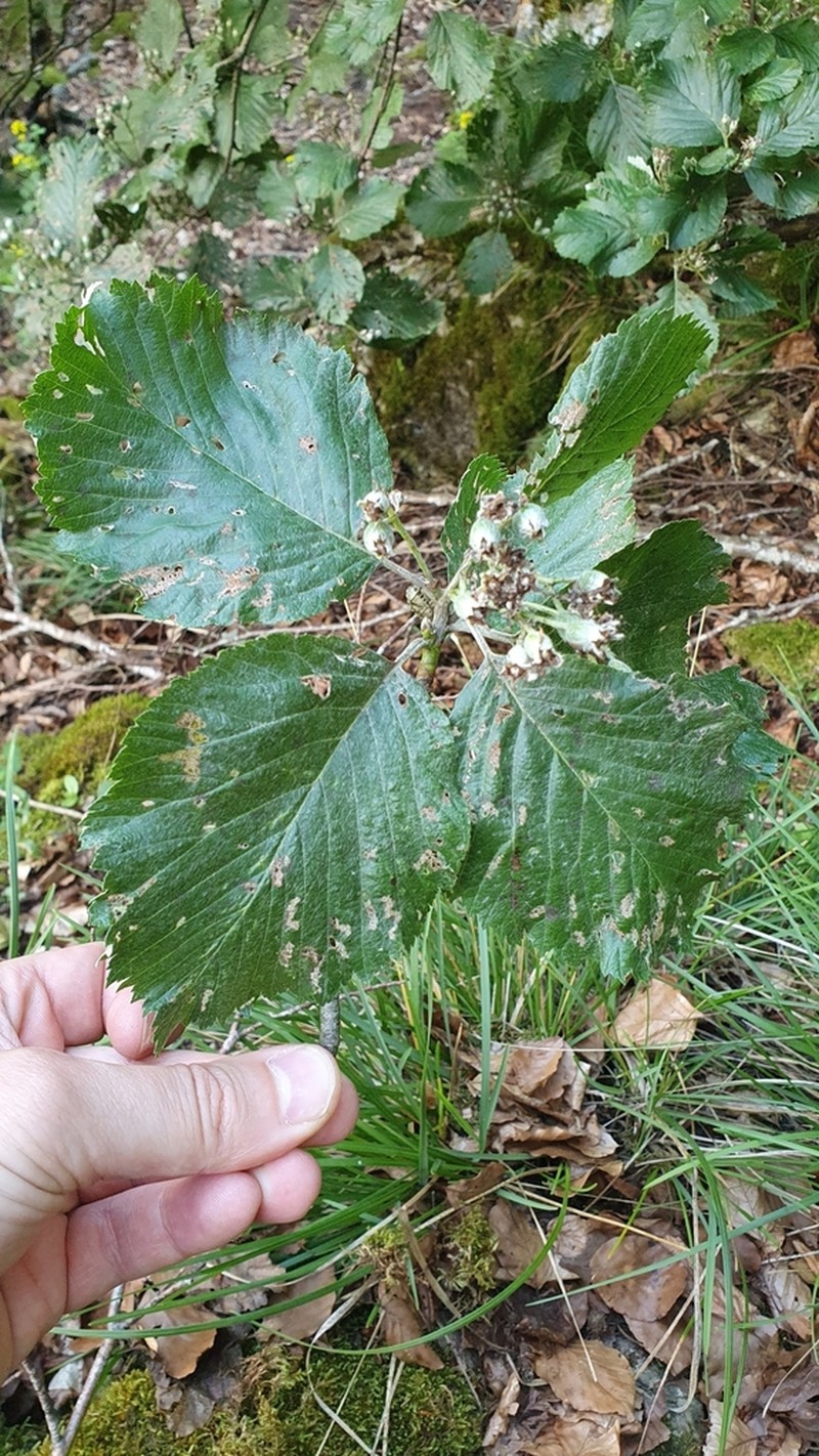 Aria danubialis photo 6