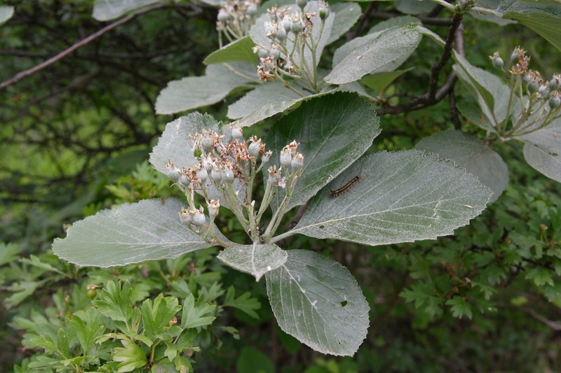 Aria danubialis photo 7