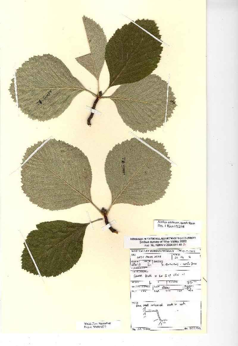 Aria eminentiformis