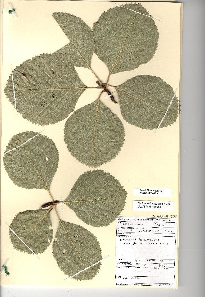 Aria eminentiformis photo 2