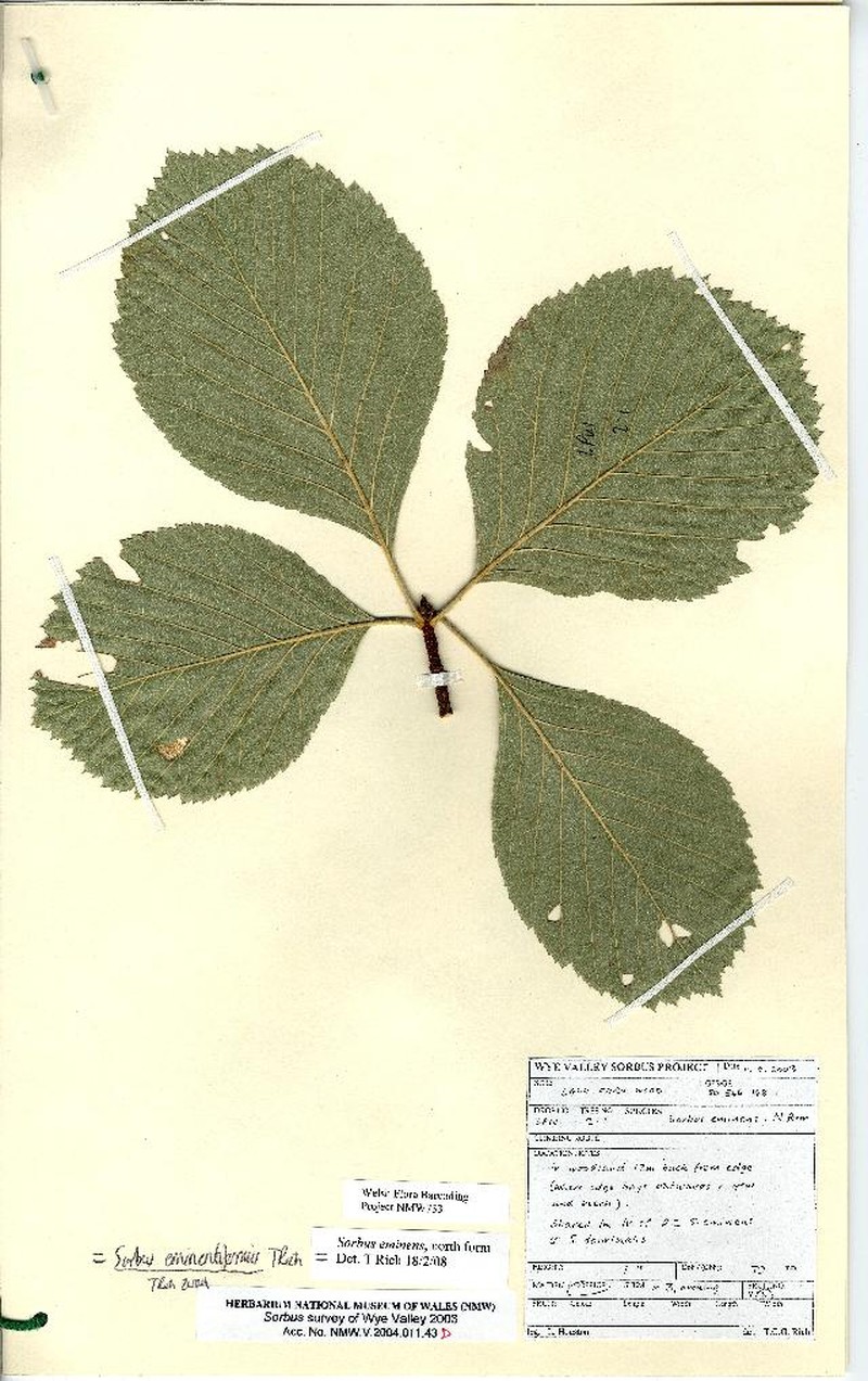 Aria eminentiformis photo 3