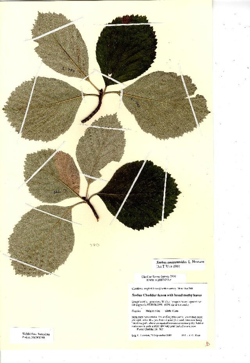 Aria eminentoides