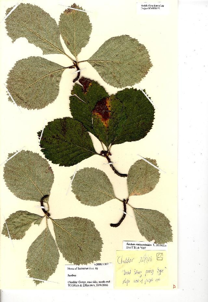 Aria eminentoides photo 2