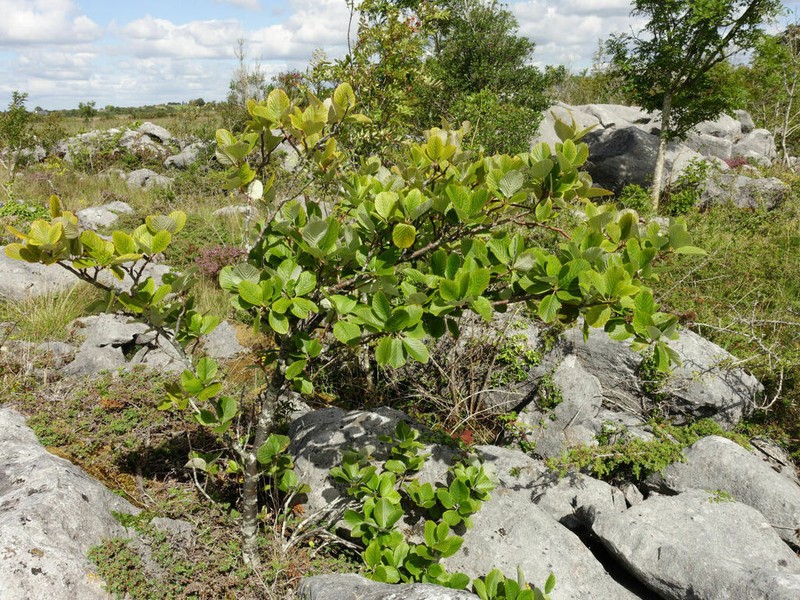 Aria hibernica