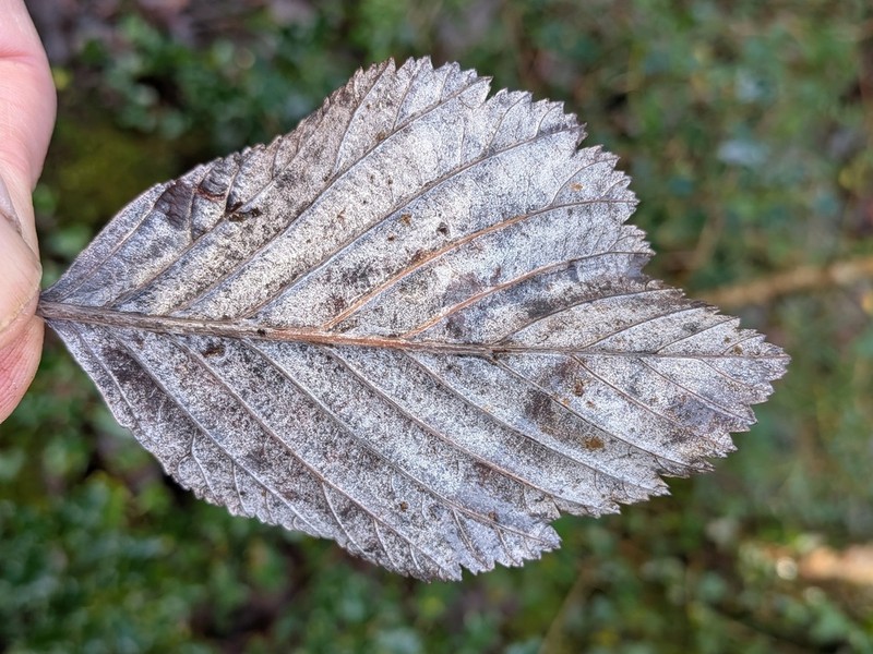 Aria hibernica photo 3