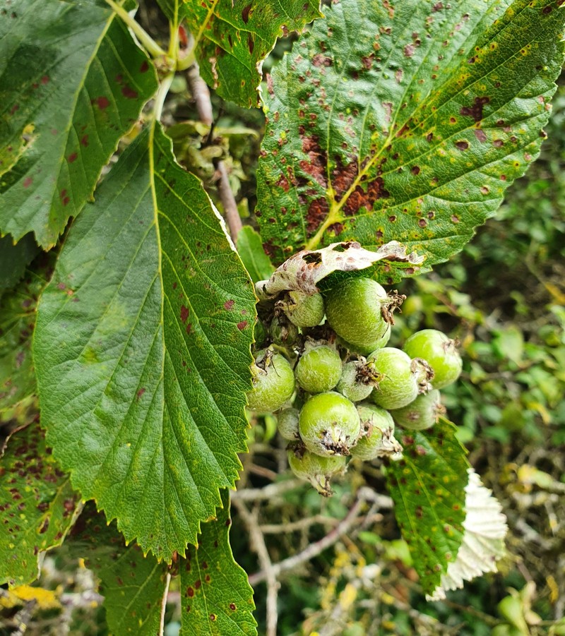 Aria lancastriensis