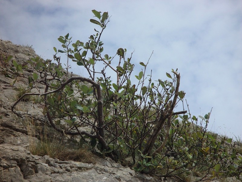 Aria lancastriensis photo 4