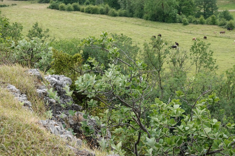 Aria lancastriensis photo 6