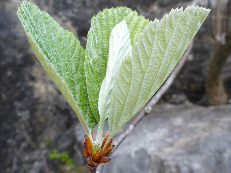 Aria leighensis