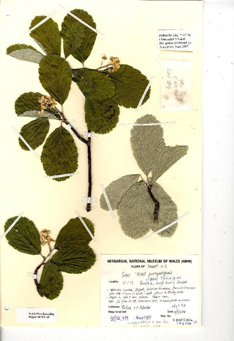Aria leighensis