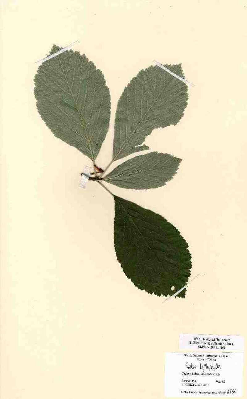 Aria leptophylla