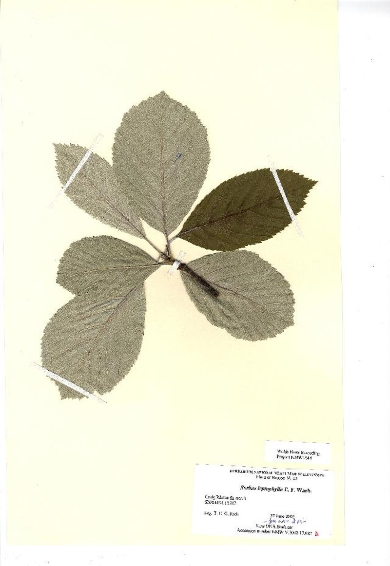 Aria leptophylla photo 2