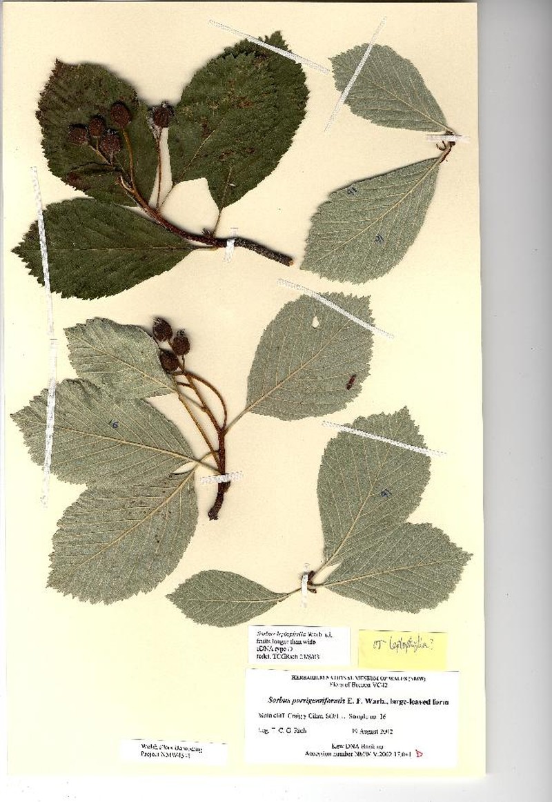Aria leptophylla photo 3