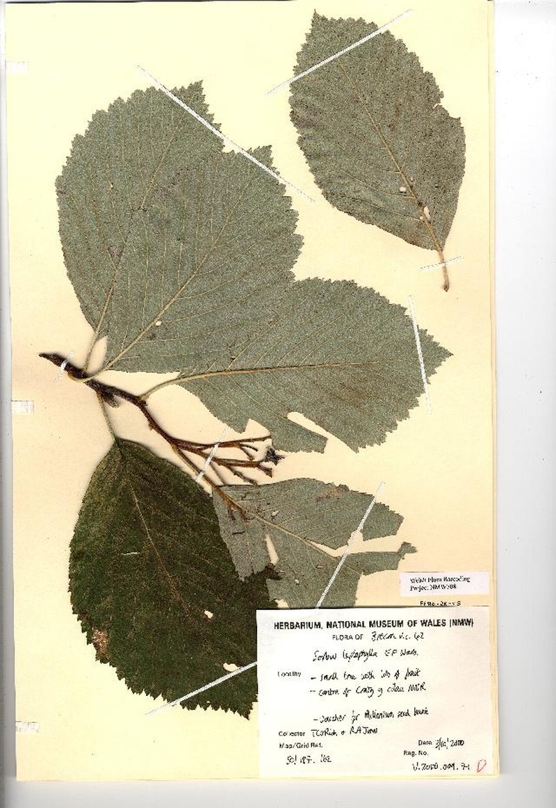 Aria leptophylla photo 4