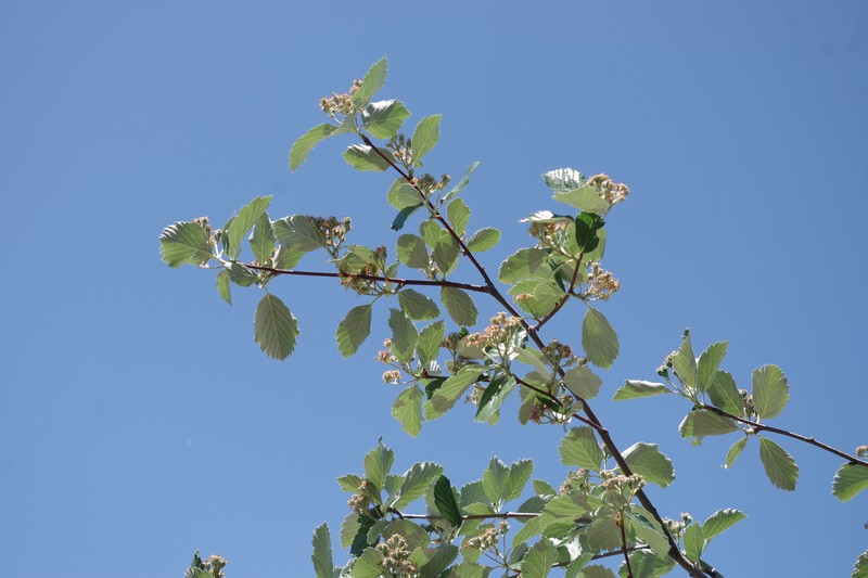 Aria madoniensis photo 2