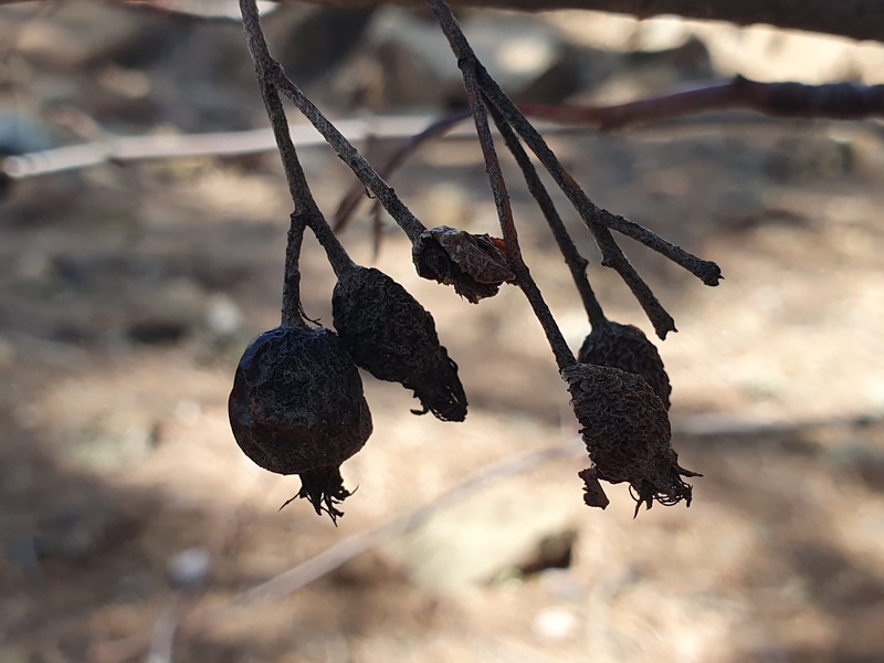Aria meridionalis photo 2