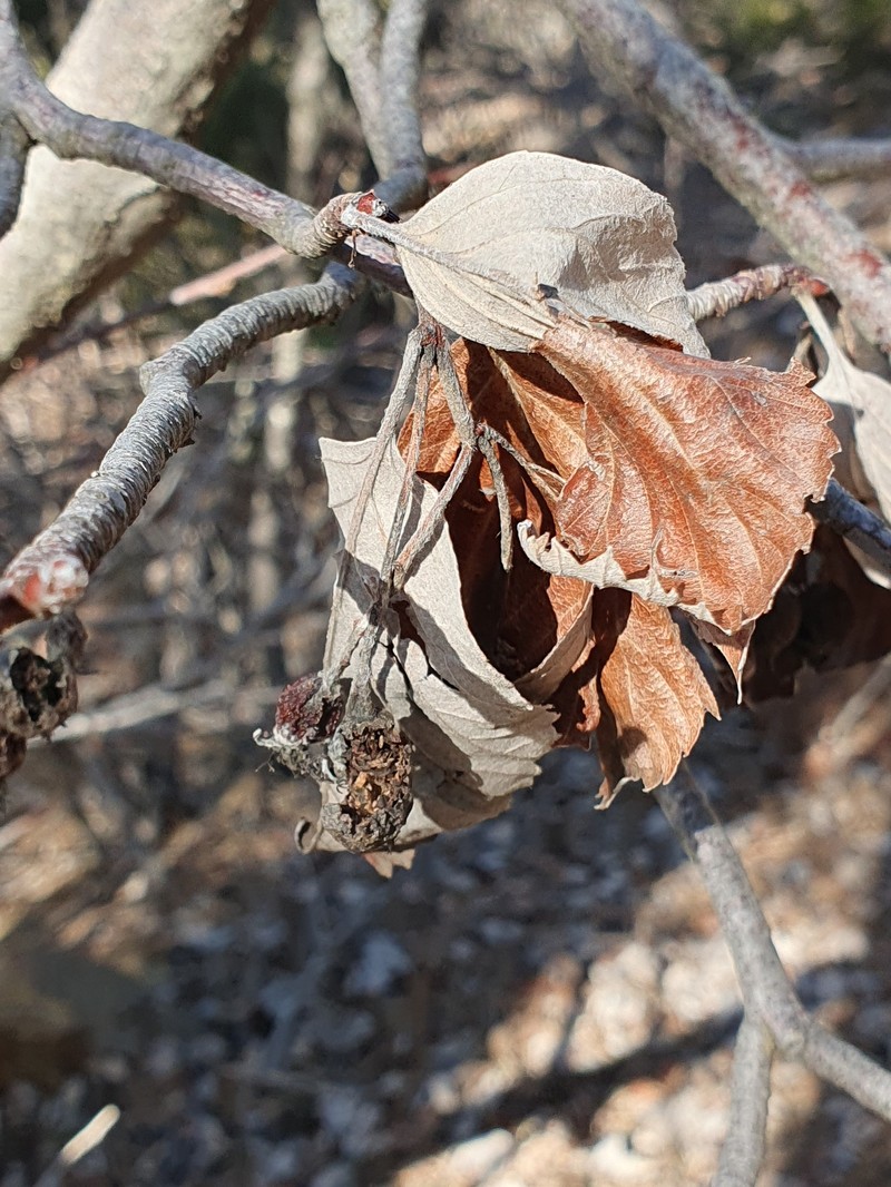 Aria meridionalis photo 3
