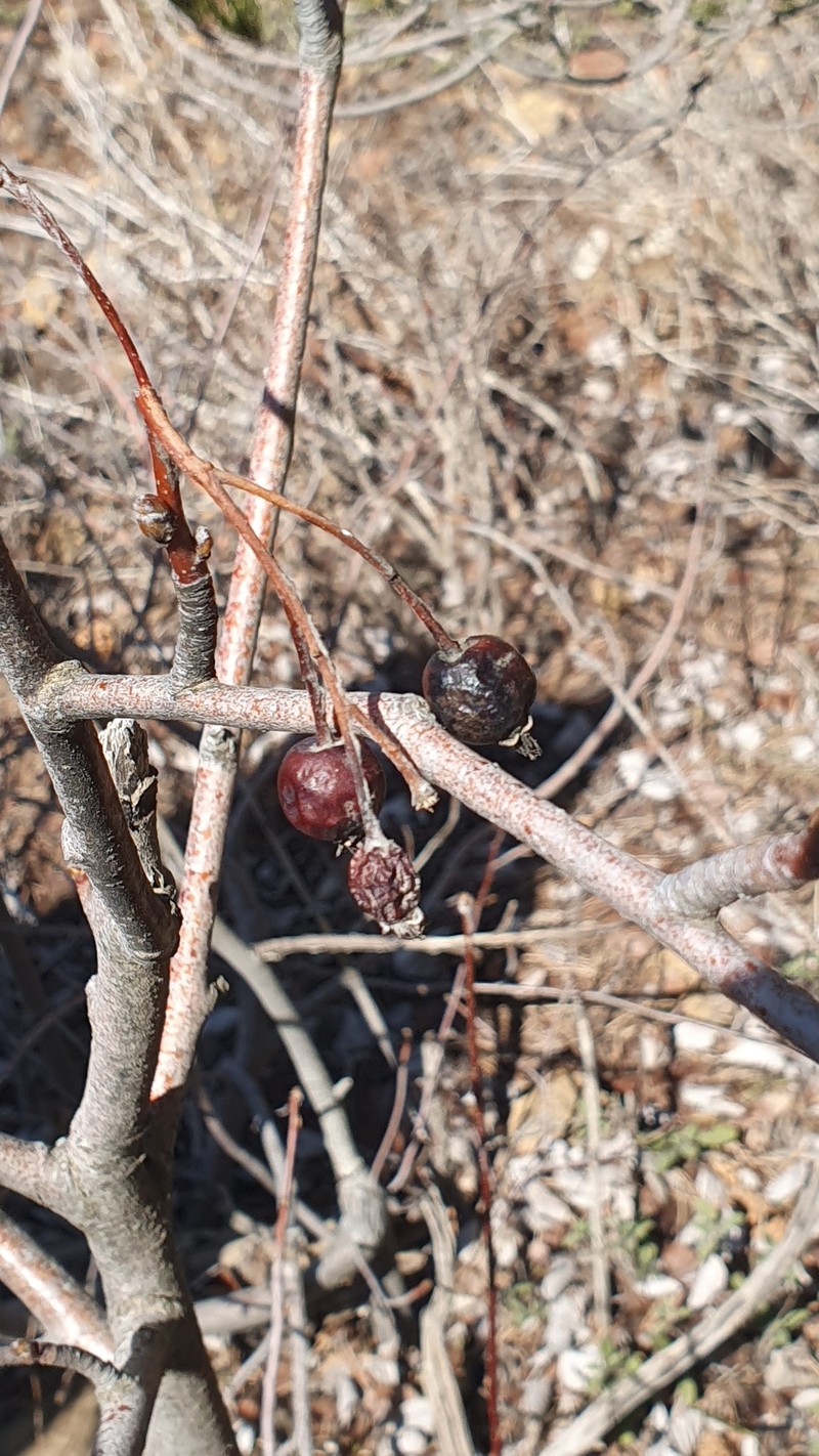 Aria meridionalis photo 4