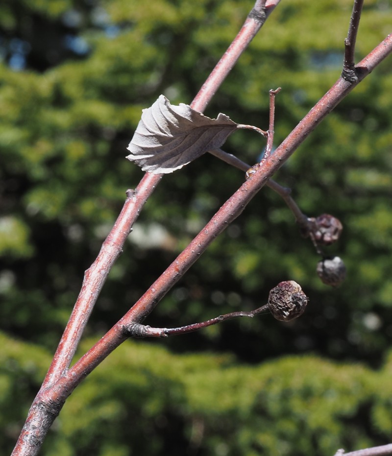Aria meridionalis photo 5