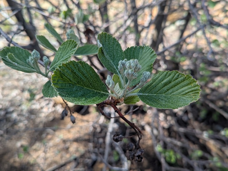 Aria meridionalis photo 6