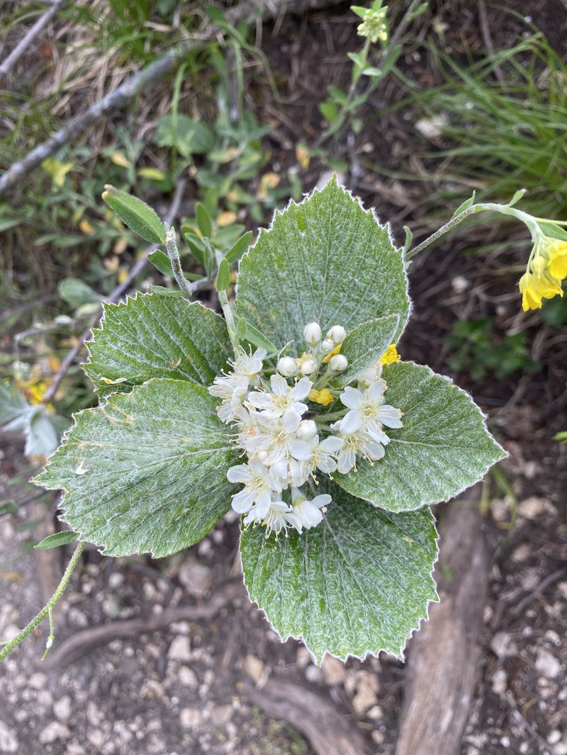 Aria meridionalis photo 7