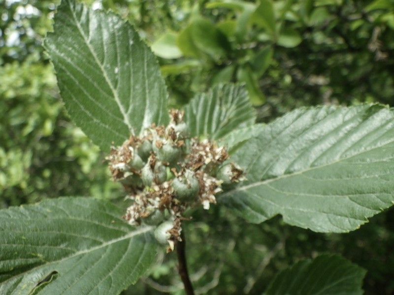 Aria moravica