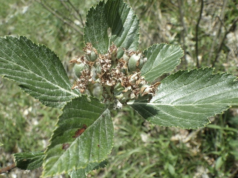 Aria moravica photo 2