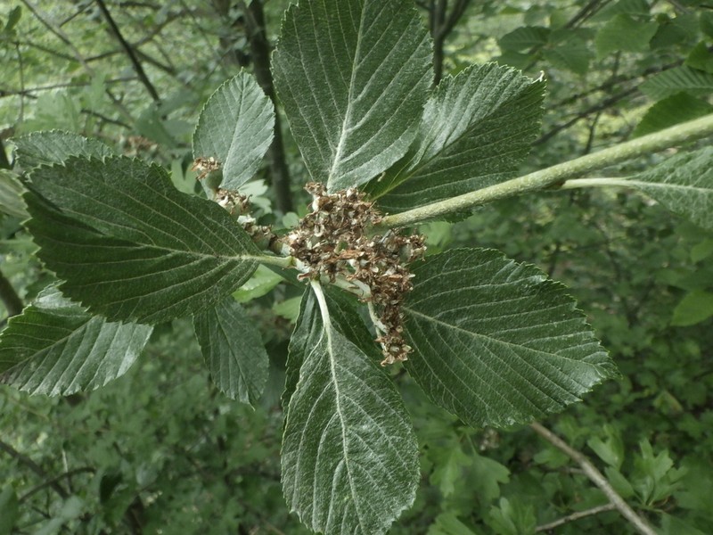 Aria moravica photo 4
