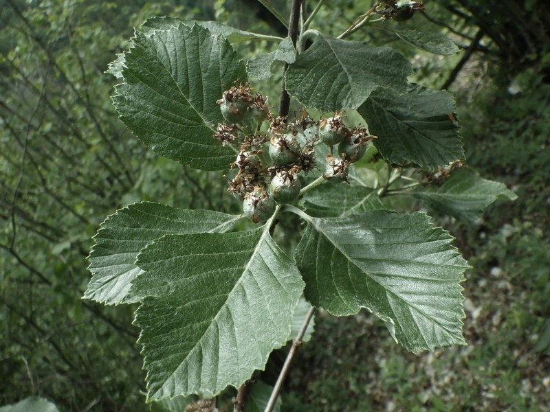 Aria moravica photo 6
